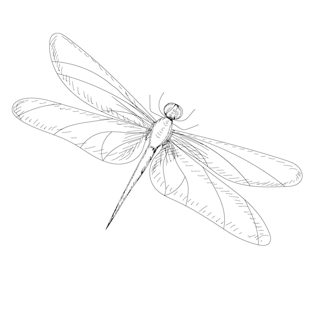 Feather bird continuous line drawing collection, sketch, vector