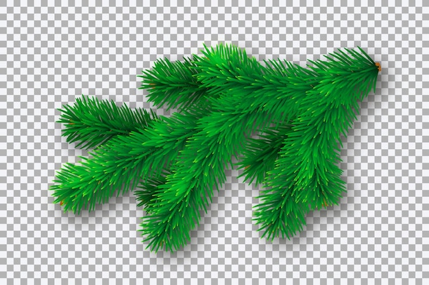 Fir branch with shadow and light on transparent background. Vector illustration