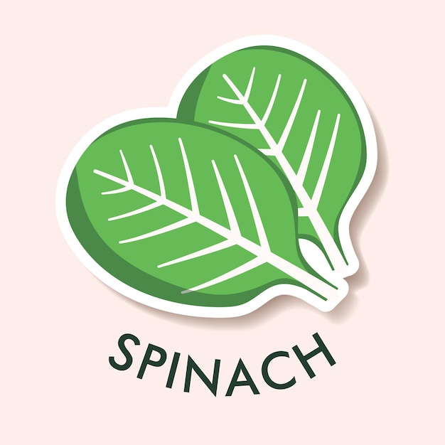 Flat illustration of spinach isolated on background Simple icon for menu smoothie recipes