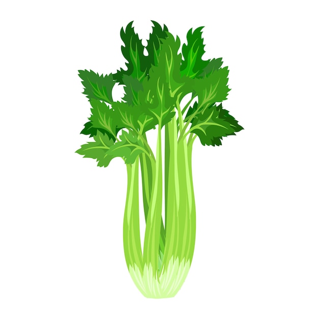 fresh green celery on stalks with leaves, food. botanical illustration. vector