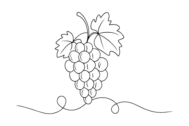 Grapes continuous line art isolated on white background