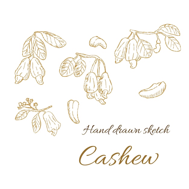 Hand drawn background of cashew nuts cover template vector illustration in golden brown color