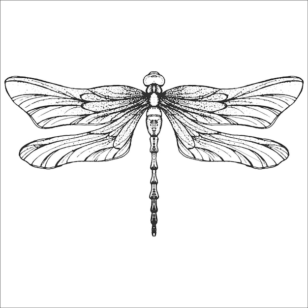 Hand drawn engraving Sketch of Dragonfly Vector illustration for tattoo and handmade decorative brooch Can be used for for postcard tshirt fabric bag or poster Insect collection