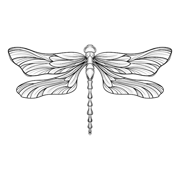 Hand drawn engraving Sketch of Dragonfly Vector illustration for tattoo and handmade decorative brooch Can be used for for postcard tshirt fabric bag or poster Insect collection