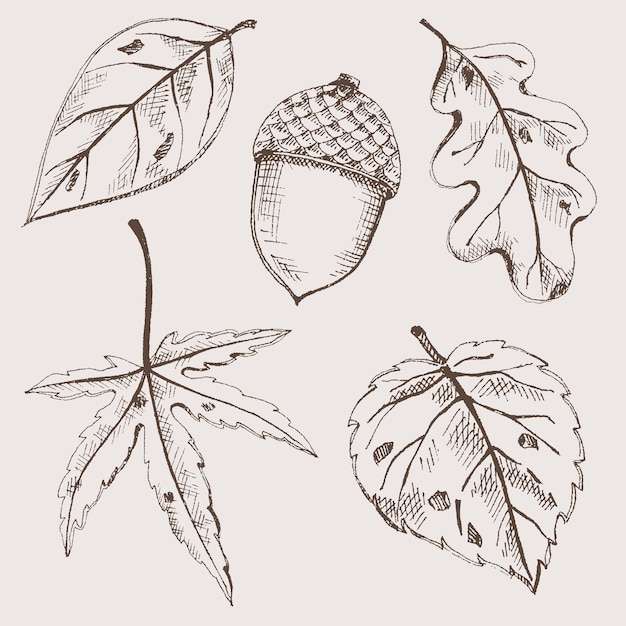 Hand drawn ink leaves collection Autumn leaf and acorn vector sketch