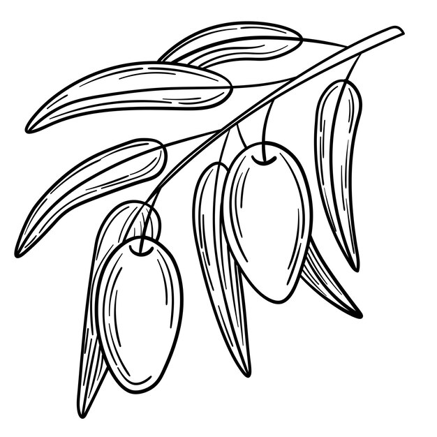 Hand drawn simple olive branch for your design