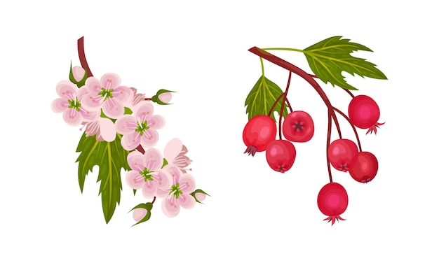 hawthorn berry branch with cluster of red round small pome fruits and blooming twig vector set