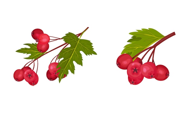 hawthorn berry branch with cluster of red round small pome fruits vector set