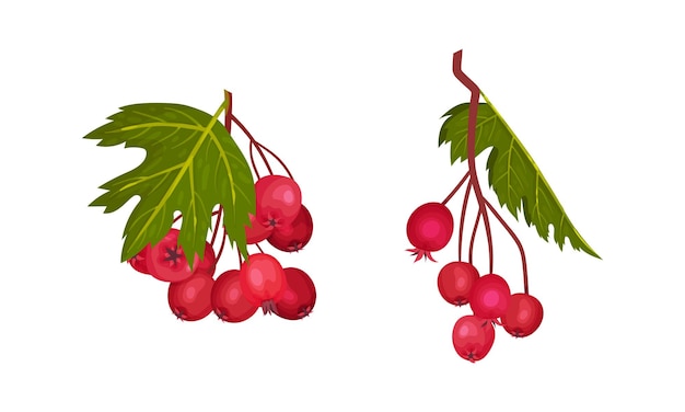 hawthorn berry branch with cluster of red round small pome fruits vector set