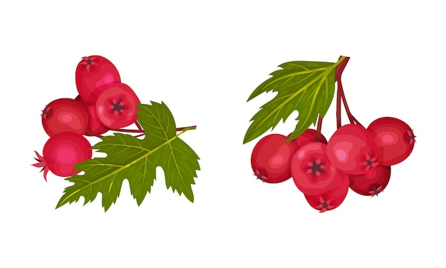 hawthorn berry branch with cluster of red round small pome fruits vector set