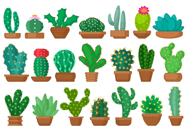 Houseplant cacti cartoon set icon. illustration cactus on white background. Isolated cartoon set icon houseplant cacti.