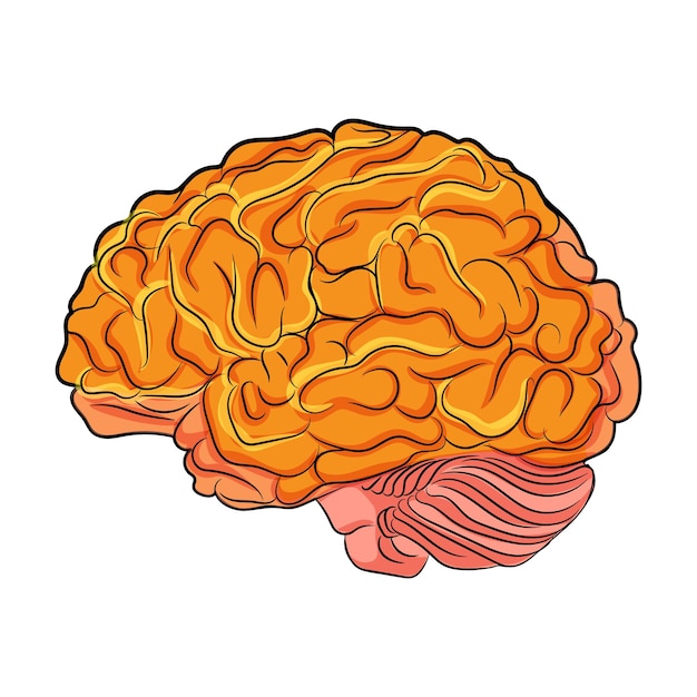 illustration of a human brain depicted in bright orange and pink tones vector style on a white background concept of intellect vector illustration