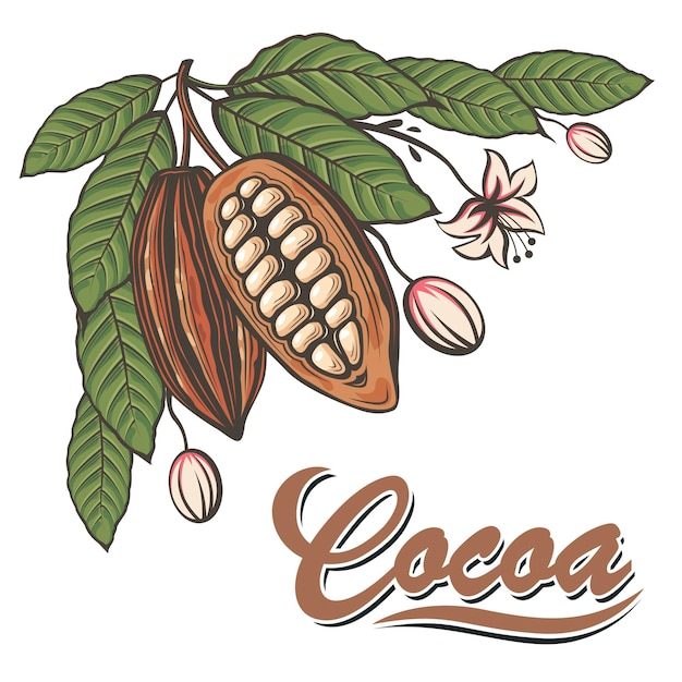 illustration of cocoa