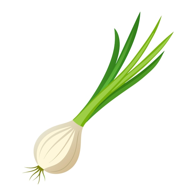 Illustration of Fresh Scallion Isolated on white
