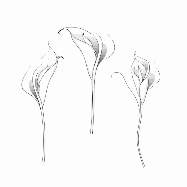 Intricate calla illustrations a great addition to natureinspired campaigns