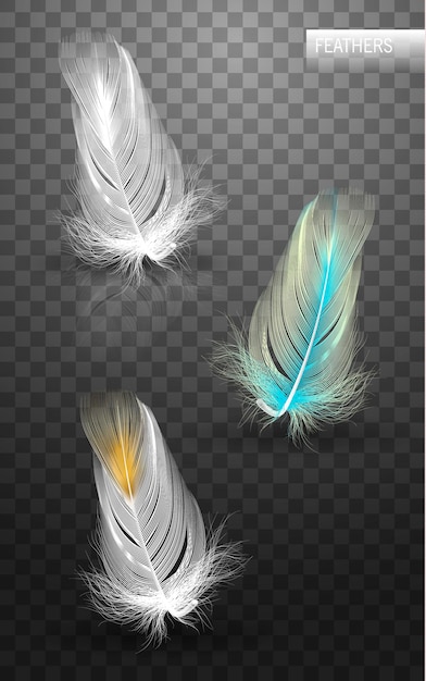 Isolated falling fluffy twirled feathers on transparent background in realistic style Vector Illustration