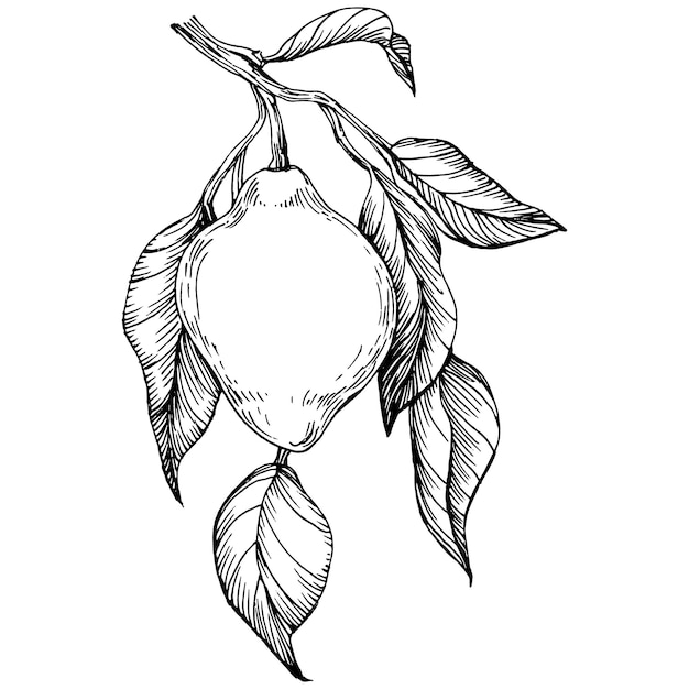 Lemon isolated on white background Organic essential oil engraved style sketch