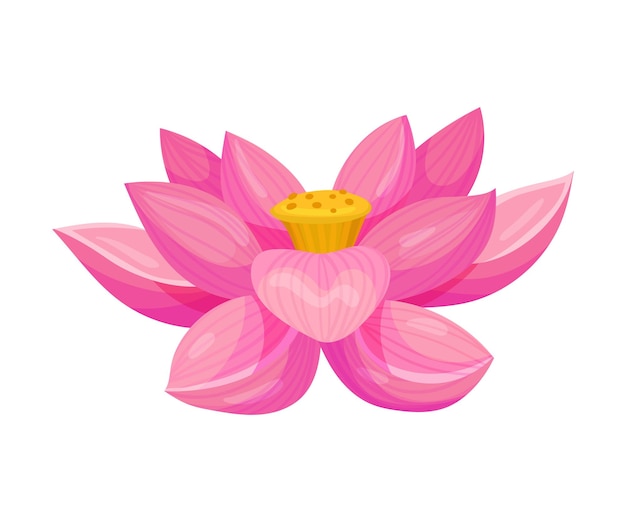Lotus Flower with Large Showy Petals Isolated on White Background Vector Illustration