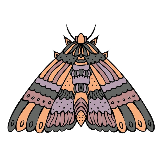 night butterfly moth hand drawn vector illustration