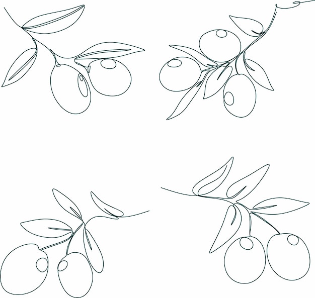 olives in continuous line drawing style vector illustration of a branch