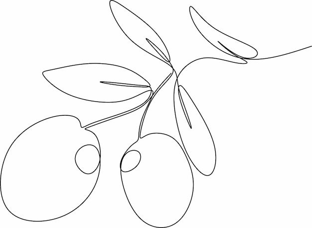 olives in continuous line drawing style vector illustration of a branch