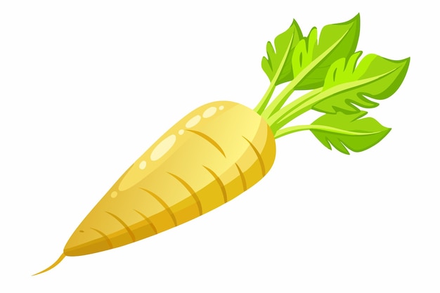 Parsnip vector illustration isolated in white background