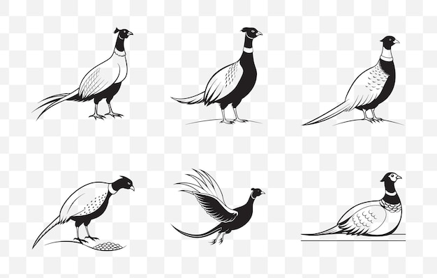 print comprehensive pheasant line art vector collection for designers and artists