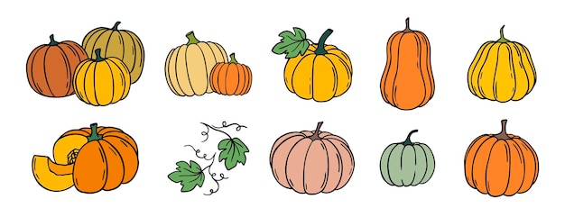 Pumpkin and pumpkin leaves autumn harvest doodle hand drawn icon set cartoon colorful drawing