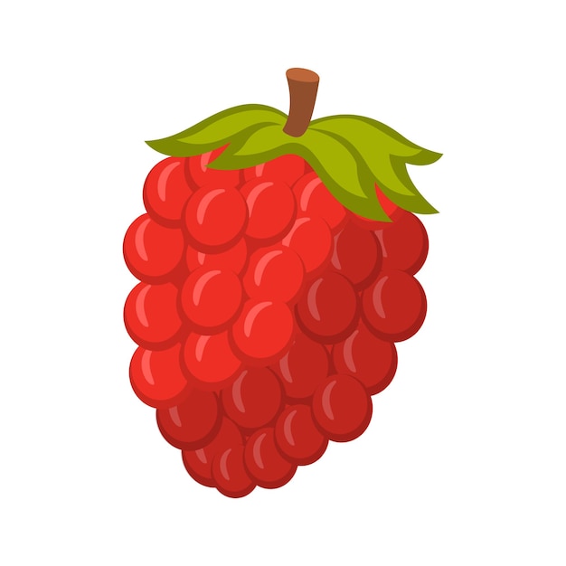 raspberry vector illustration