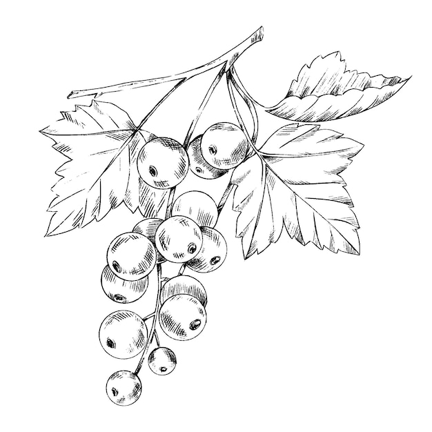Ripe blackcurrant hand drawn in ink line art