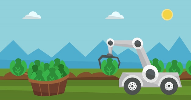 robot harvesting cabbage at agricultural field.