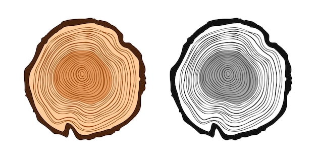 round tree trunk cuts in various colors sawn pine or oak slices lumber saw cut timber wood brown