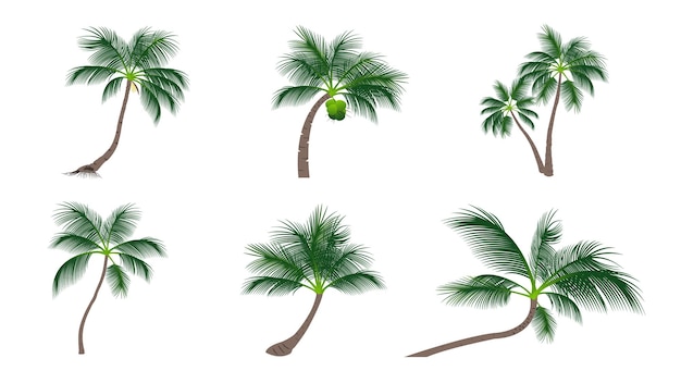 Set Of Coconut Palm Trees