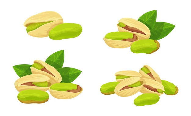 set of fresh green pistachios in cartoon style vector illustration of nuts large and small sizes on crowns with leaves in shell on white background