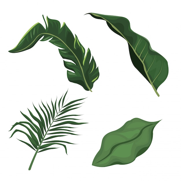 tropical leaves palm tree plant