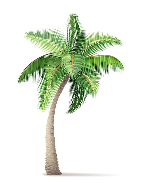 tropical palm tree with green foliage vector illustration