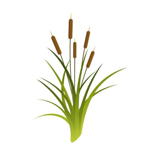 Vector Cattails Illustration