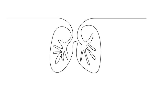 vector continuous one simple single abstract line drawing of human internal organs lungs concept of
