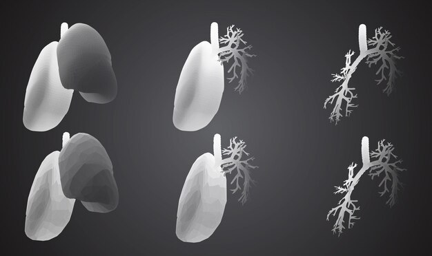 Vector set 3D lungs and bronchus Isolated on white background Element for medical design