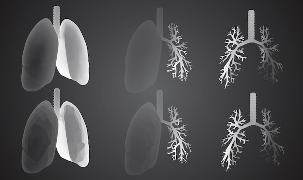 vector set 3d lungs and bronchus isolated on white background element for medical design