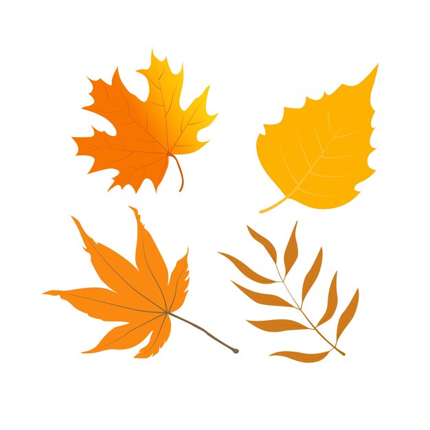 Vector set of colorful autumn leaves of different trees Autumn leaves with different shapes
