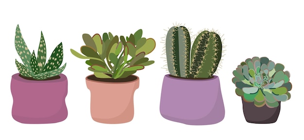 Vector set of succulent plants in pots Isolated on white background