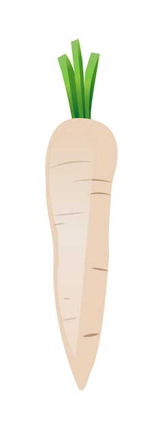Vegetable white Carrot of Vector Illustration
