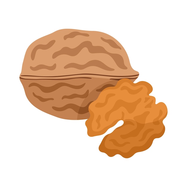 Walnut flat style vector illustration Walnut on white background