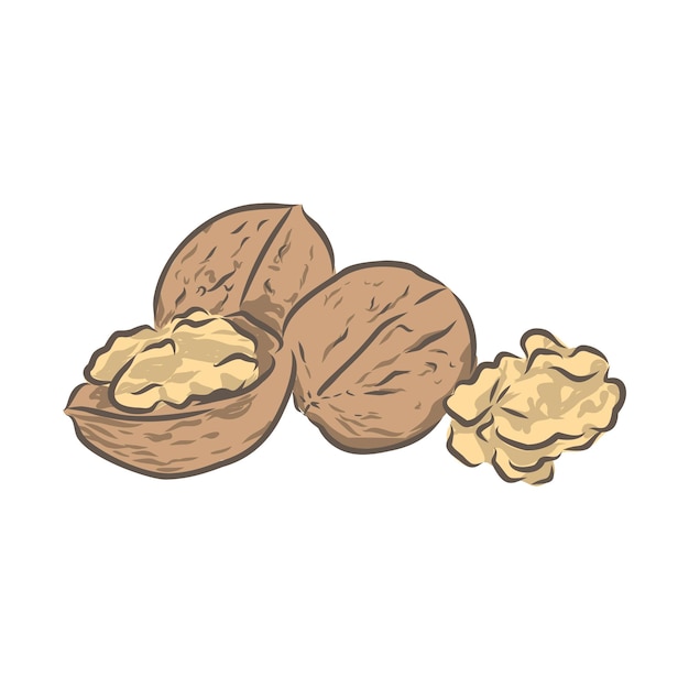 Walnuts vector illustration hand drawn, healthy food