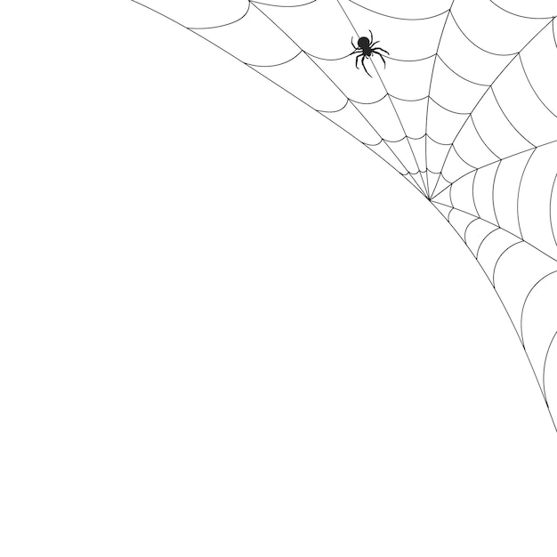 White background with cobweb and spider Insects Illustration background with copy space vector