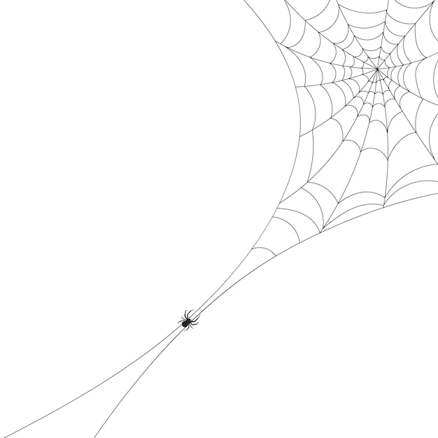 White background with cobweb and spider Insects Illustration background with copy space vector