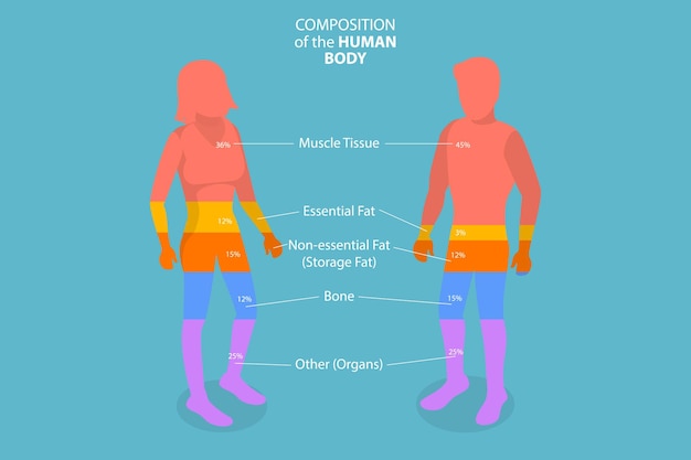 Plik wektorowy 3d izometryczny płaski wektor koncepcyjny ilustracja składu ludzkiego ciała