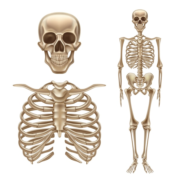 3d Ludzki Szkielet Anatomiczny Struktura Ilustracja