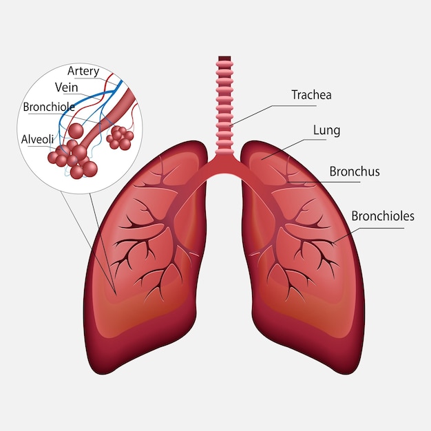 3d Wektor Ludzki Układ Oddechowy Płuca Pęcherzyki Płucne Anatomia Przepustnicy Nosowej Krtani Par